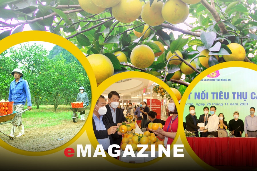 Phát triển và giữ vững thương hiệu cam Vinh