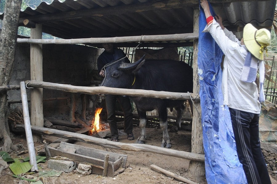 Người dân miền núi Nghệ An chủ động phòng, chống rét cho trâu, bò