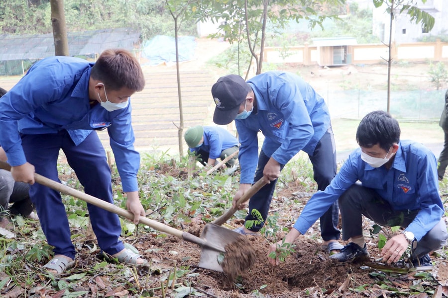 Hơn 10.000 cây lim xanh được Tỉnh đoàn Nghệ An phối hợp trồng tại Quế Phong