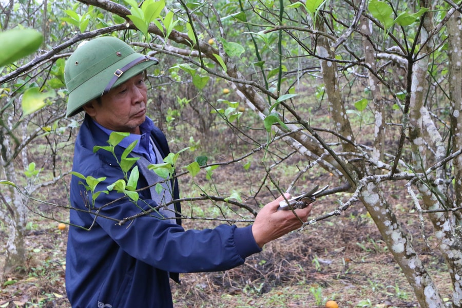 Nghệ An: Áp dụng khoa học kỹ thuật để cứu cây cam