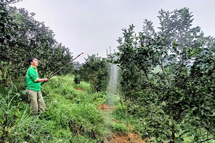 Nông dân Nghệ An dồn sức chăm sóc cây ăn quả sau thu hoạch 