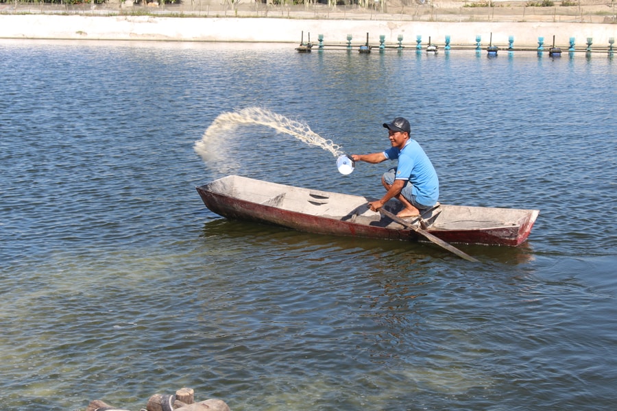 Nông dân Nghệ An tìm cách thích ứng khi thức ăn chăn nuôi tăng giá
