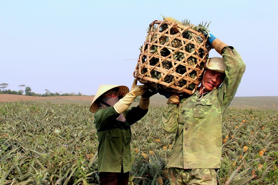Nông dân ở 'vựa' dứa Nghệ An đối diện thua lỗ vì cung vượt cầu, rớt giá