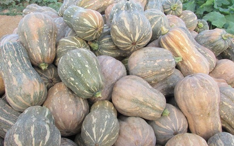 Bù đỏ hình hồ lô sống khỏe trên đất bãi ở Anh Sơn  ​