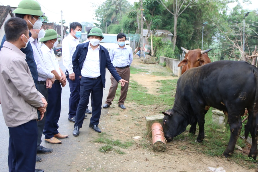 Nuôi bò BBB - hướng làm ăn mới hiệu quả của nông dân Nghệ An