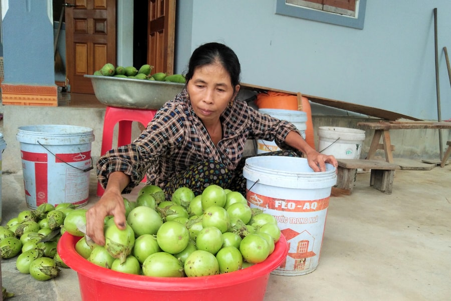 Nông dân Anh Sơn phấn khởi với cà dừa xanh đầu mùa được giá