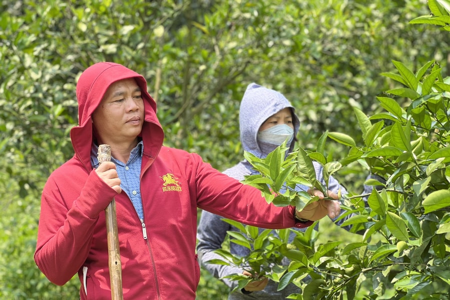 Tỷ lệ đậu quả thấp, người trồng cam Vinh lo lắng
