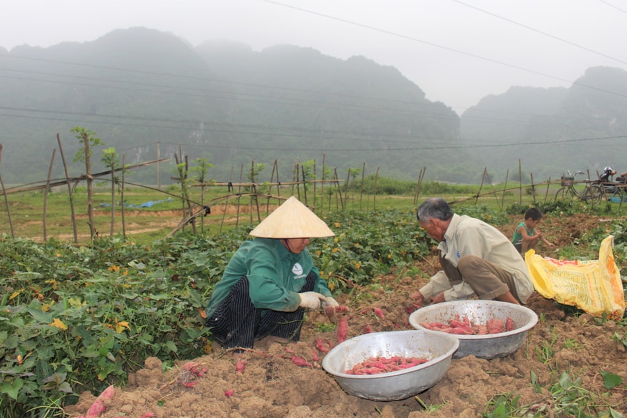  Nông dân Anh Sơn thu hoạch khoai lang đỏ trên đất ruộng 