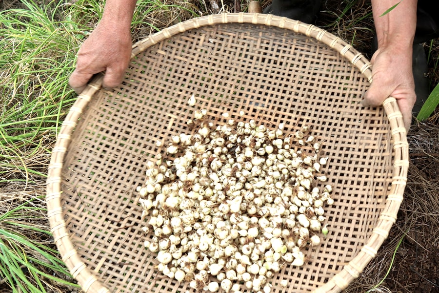 Nghệ An: Cuối vụ hành tăm tăng giá, nhà nông phấn khởi