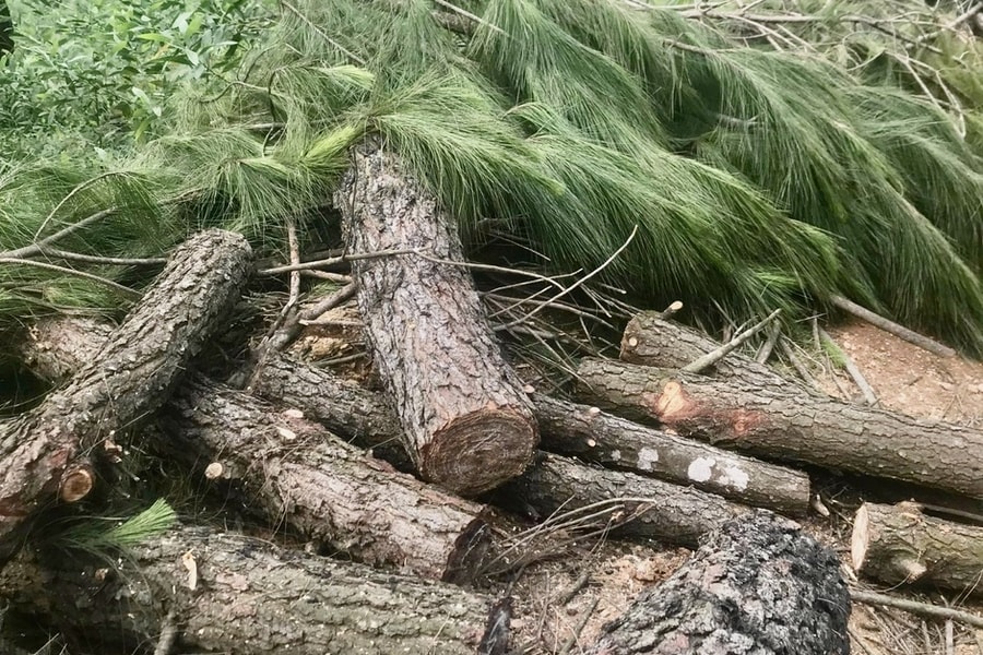 Phát hiện 3 vụ khai thác rừng trái phép để trồng keo ở Thanh Chương