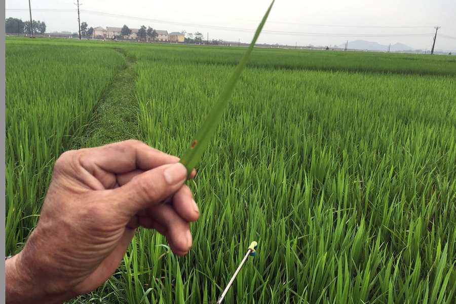 Nghệ An: Tập trung phòng trừ bệnh đạo ôn cổ bông trên lúa