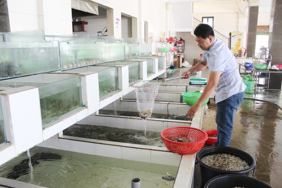 Cách chủ vựa, nhà hàng ở Nghệ An giữ hải sản 'tươi rói' phục vụ du khách