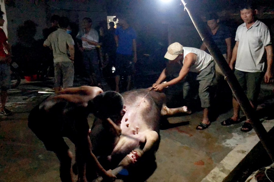 Cả xóm chung tay mổ trâu bán thịt giúp đỡ gia đình gặp hoạn nạn