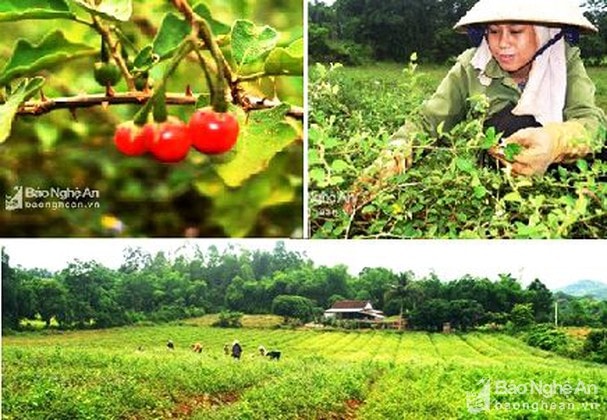 Nghệ An phát triển bền vững cây dược liệu