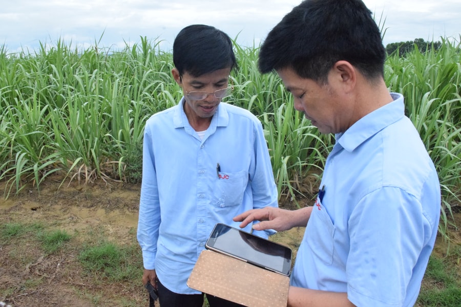 Diện tích mía trồng mới của Công ty CP Mía đường Sông Con tăng mạnh