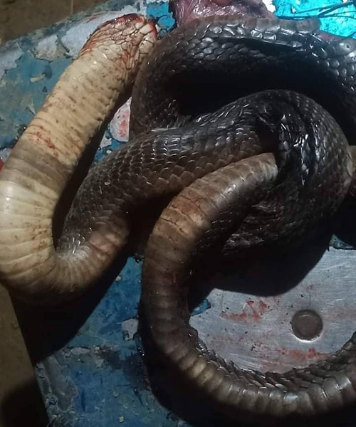 Người đàn ông bị rắn độc cắn tử vong khi đi thả lưới