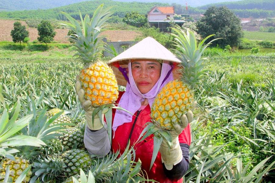 Nghệ An: Vào cao điểm nắng nóng, dứa 'nữ hoàng' tăng giá gấp đôi