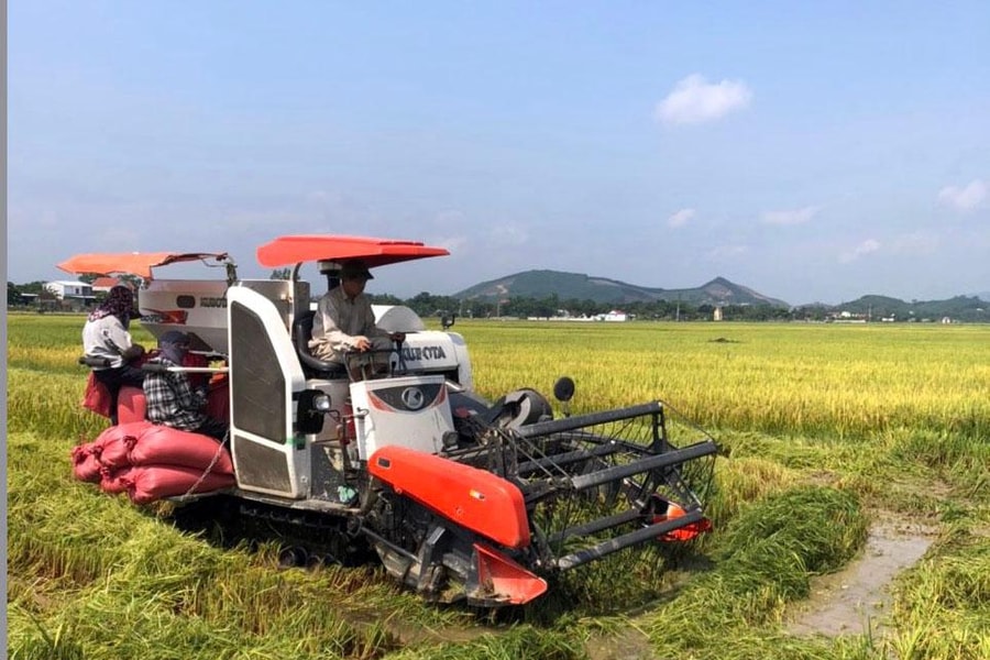 Nghệ An: Năng suất vụ xuân 2022 bình quân đạt gần 67 tạ/ha