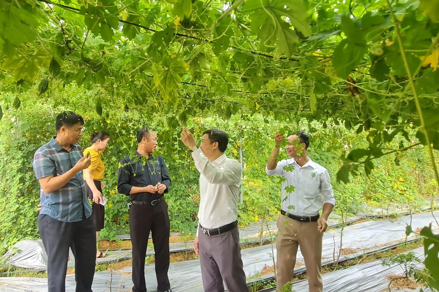 Đánh giá ứng dụng khoa học công nghệ trong chế biến dược liệu tại Con Cuông