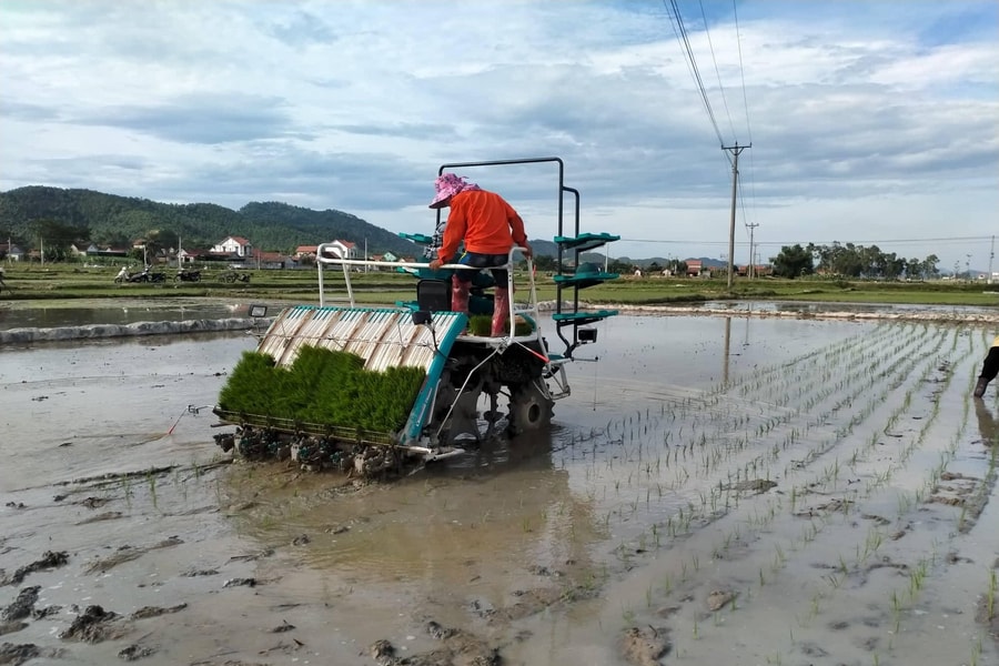 Quỳnh Lưu tăng nhanh mô hình gieo mạ khay và cấy lúa bằng máy