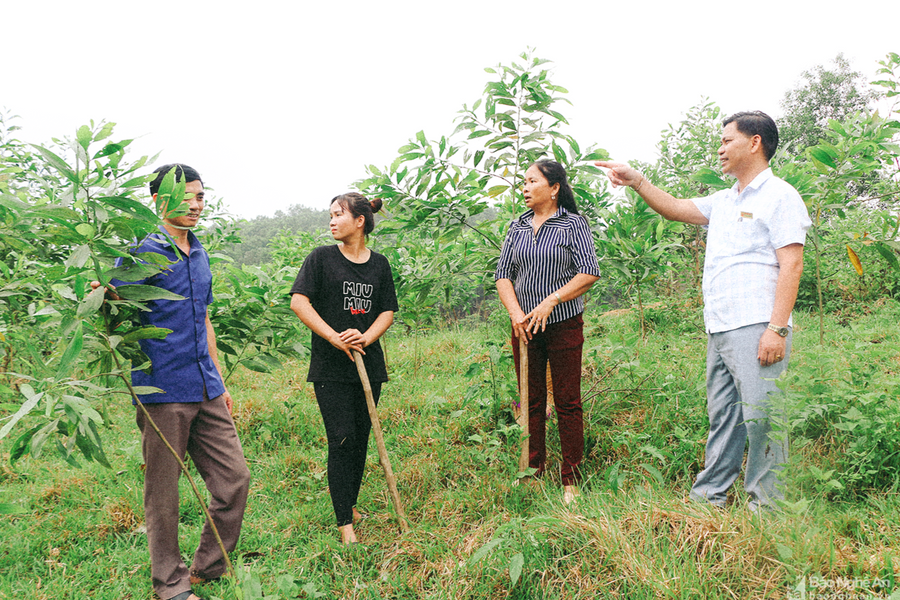 Cử tri Con Cuông kiến nghị đánh giá thổ nhưỡng tại xã Thạch Ngàn để chuyển đổi cơ cấu cây trồng