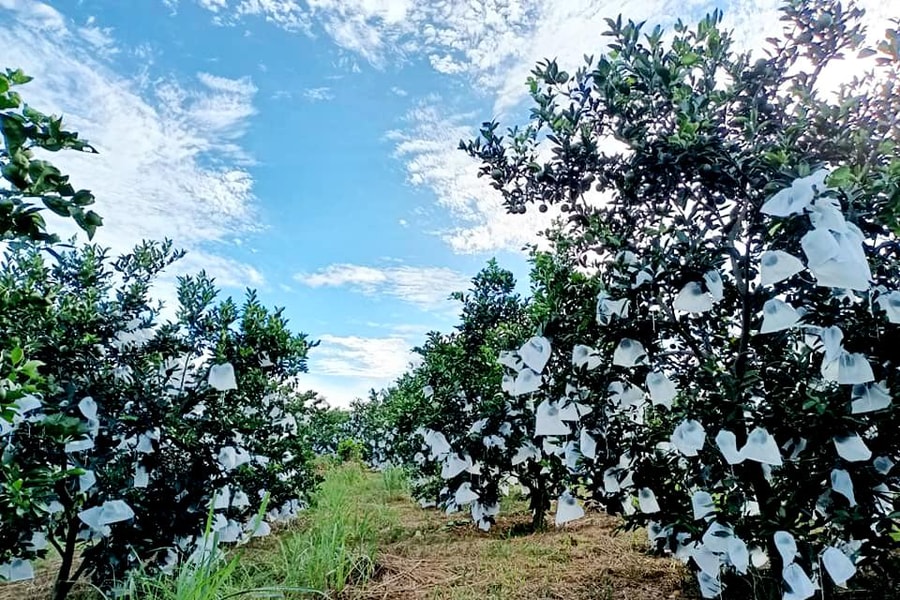Nắng nóng, nông dân xoay xở đủ cách cấp nước cho cây trồng 'bạc triệu'