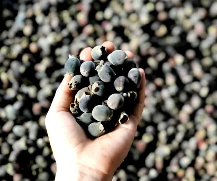 Nông dân Nghệ An có thu nhập tốt từ hái sim rừng