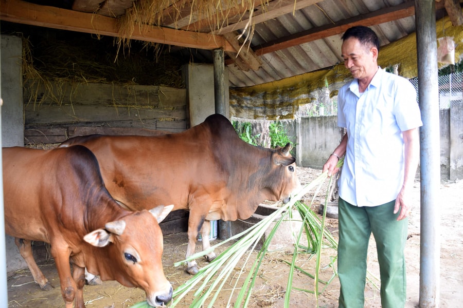 Nghệ An: Khoanh vùng khống chế ổ dịch viêm da nổi cục trên trâu, bò 