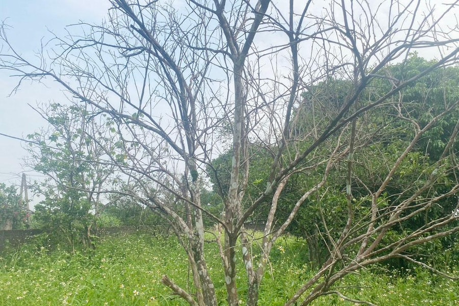 Thủ phủ cam Phủ Quỳ có nguy cơ mai một