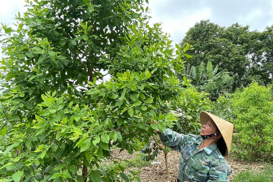 Trồng cây đàn hương xen ổi, mô hình mới ở Nghĩa Đàn