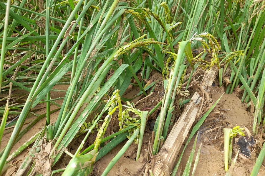 Kỳ Sơn nhiều diện tích lúa bị thiệt hại do mưa lũ