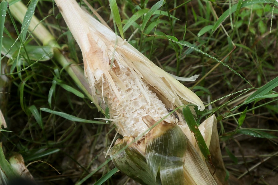 Sau mưa lũ, chuột hoành hành phá nát đồng ruộng