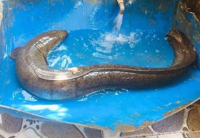 Người dân Thanh Chương liên tiếp bắt được cá lệch 'khủng' trên sông Lam