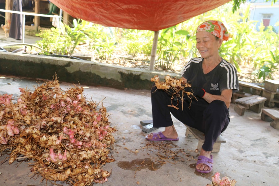 Giá tăng gần gấp đôi, người trồng riềng Nam Đàn chỉ vui nửa chừng