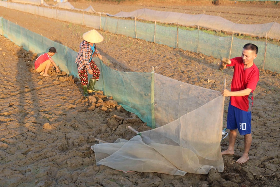 Nông dân Hưng Nguyên công phu đắp bờ chuẩn bị 'săn' rươi