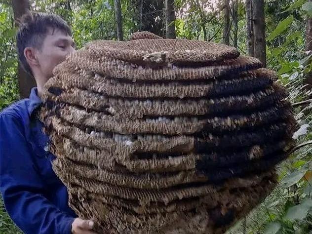 Người dân miền núi Thanh Chương săn được tổ ong lớn chưa từng thấy