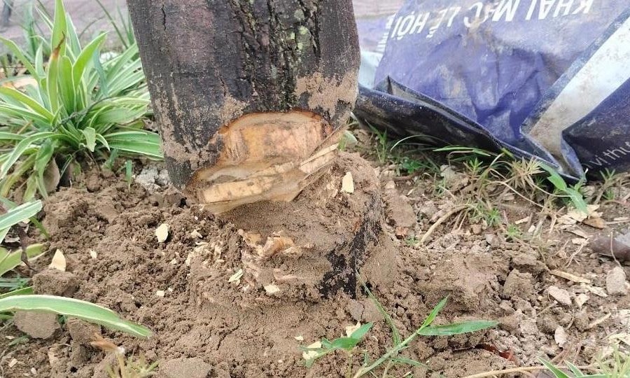 Đã xác định được đối tượng chặt phá cây xanh ở TP. Vinh