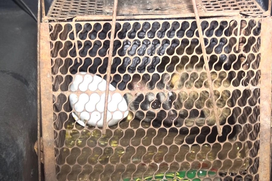 Thả cá thể cầy vòi hương quý hiếm về tự nhiên