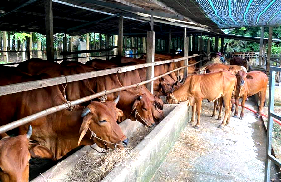 Nghệ An: Tập trung chăm sóc đàn vật nuôi phục vụ thị trường Tết