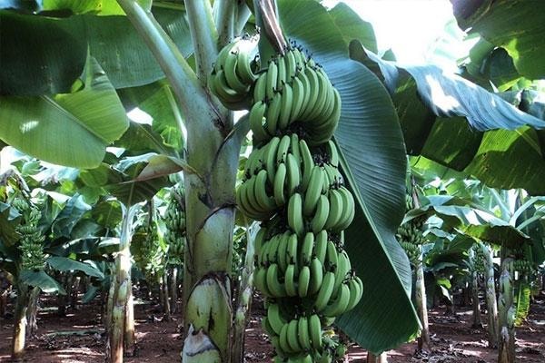 Chuối Nam Mỹ trên đất Tân Kỳ
