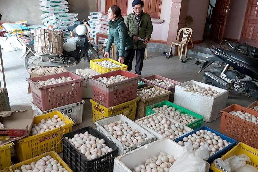 Nghệ An: Trứng gà, vịt giảm giá sâu, người chăn nuôi bán tháo vịt đẻ