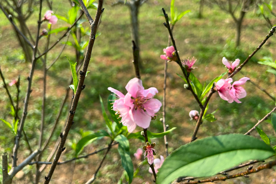 Đào bung nở trước Tết, người dân Nghệ An thấp thỏm lo âu