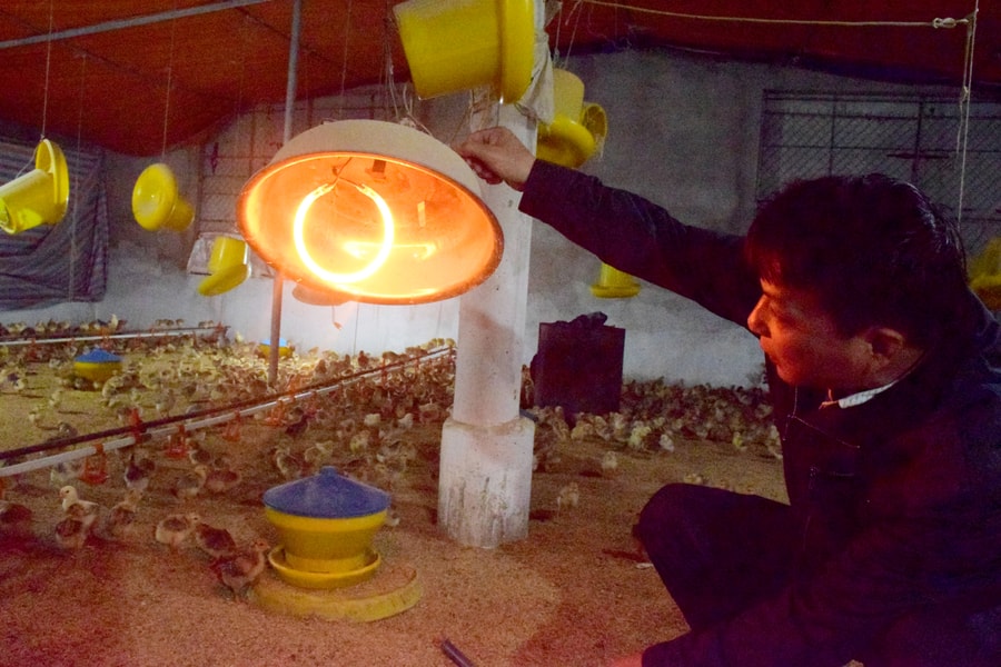 Nông dân Nghệ An đốt than, củi sưởi ấm cho đàn vật nuôi trong đợt rét đậm, rét hại