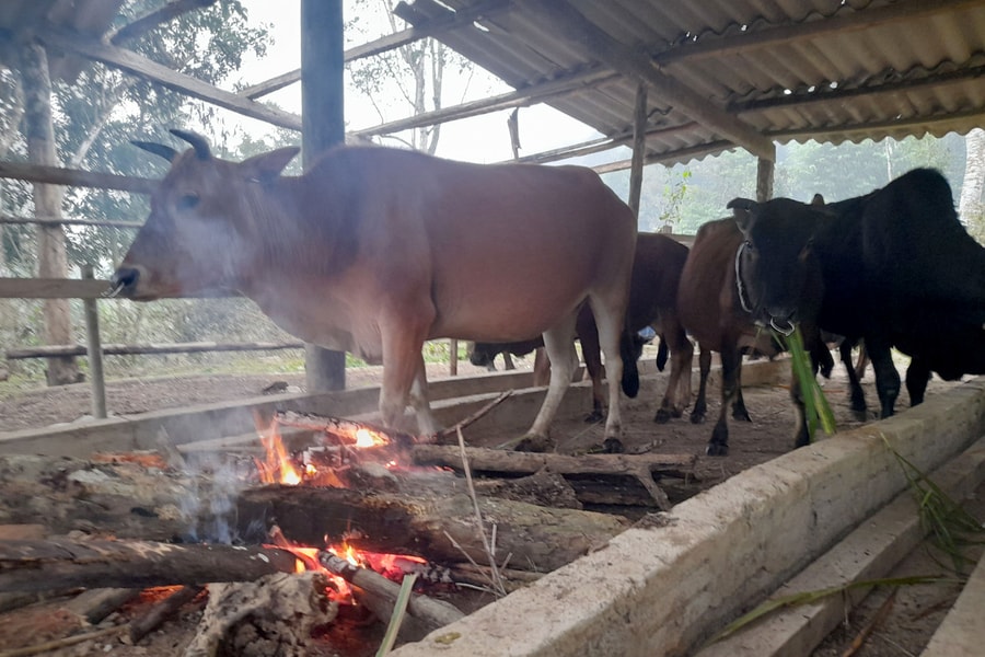 Đồng bào vùng cao Nghệ An đốt củi chống rét cho đàn vật nuôi