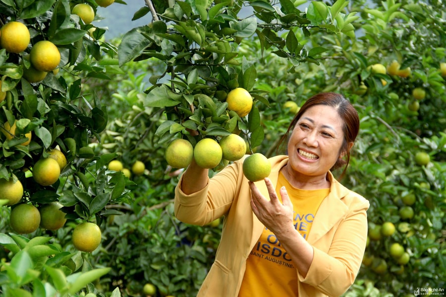 Trại cam Xã Đoài lòng vàng bậc nhất ở Bãi Phủ (Anh Sơn) mỗi ngày xuất bán hàng tấn quả
