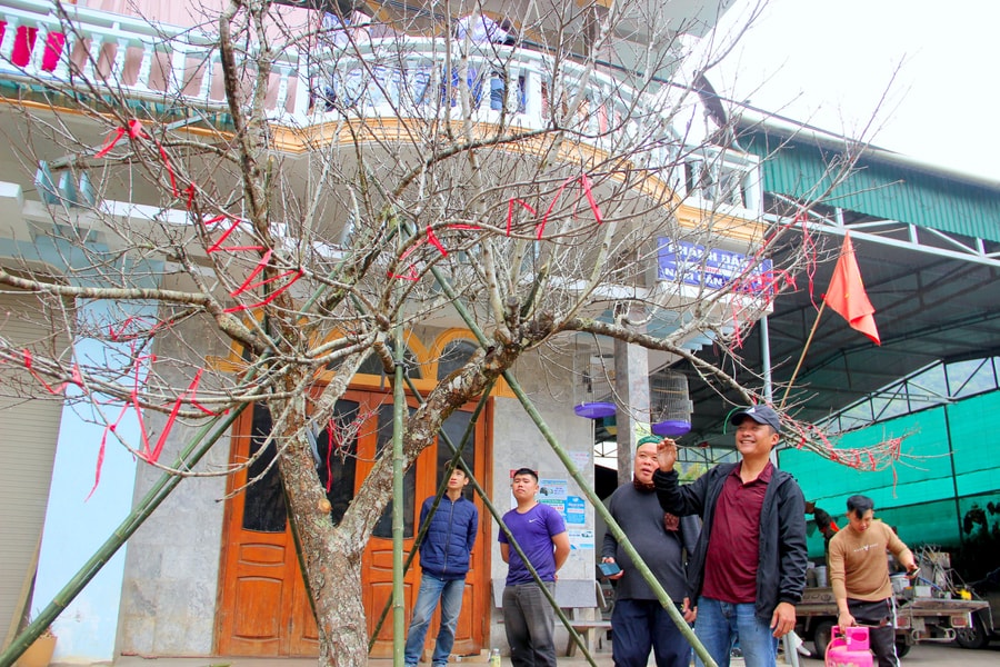 Đào đá ùn ùn về phố núi Kỳ Sơn bán dịp Tết