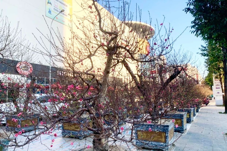 Cận Tết, chủ vườn cho thuê đào cả ngày ngồi 'hóng' khách 