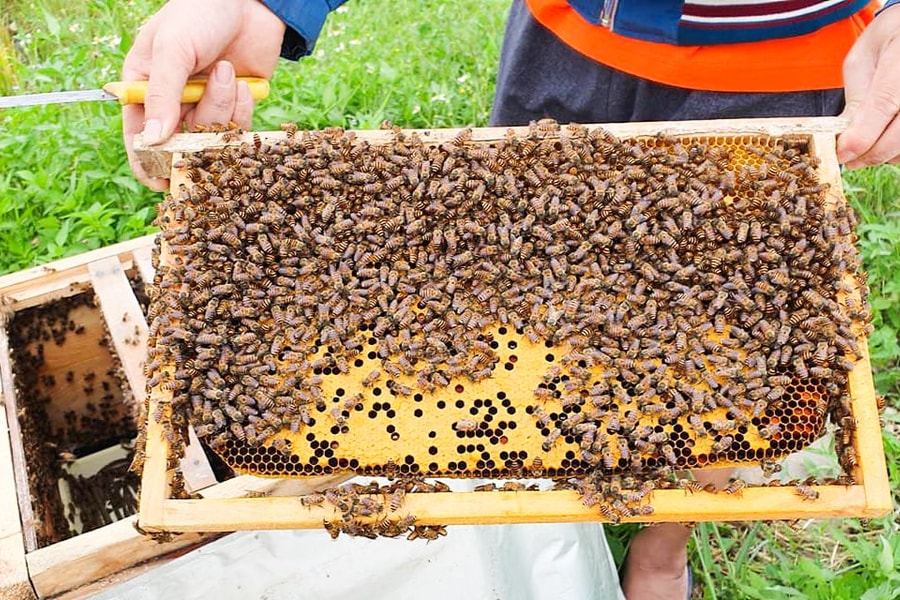 Tháng Ba, mùa con ong đi lấy mật 