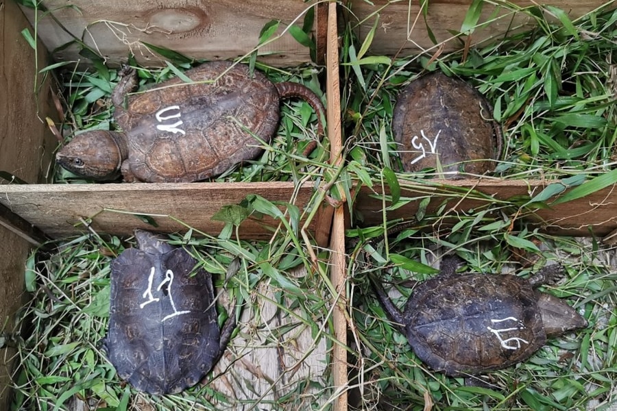 Tịch thu 59 con rùa đầu to bị vận chuyển trái phép ở Nghệ An