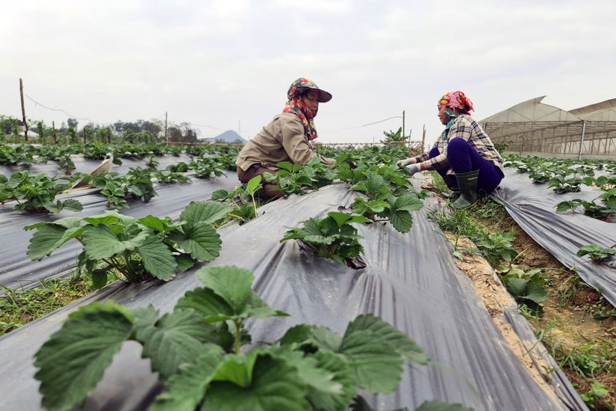 Tỷ lệ doanh nghiệp đầu tư vào nông nghiệp ở Nghệ An thấp, vì sao?